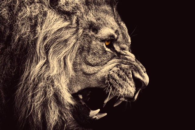 Lion