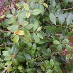 Khat