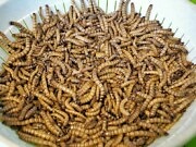 Larvetype godkjent som menneskeføde av EU