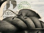 Rottene flykter fra det synkende skipet Resett