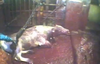 Dagens video: Shechita – Kosherslakting