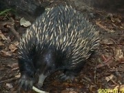 Eggleggende pattedyr «gjenoppdaget»