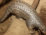 Virusvariant fremheves som ny global trussel