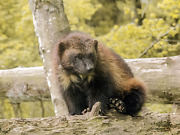 Antall jerv på oppgang i Finland