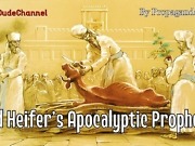 Dagens video: Verdens undergang på grunn av en rød kvige?