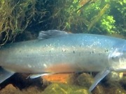 Totalt laksestopp i 33 elver