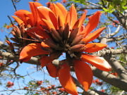 Over 300 «rasistiske plantenavn» byttes