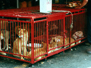 Sørkoreanske hundeoppdrettere nekter å godta statlig kompensasjon