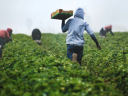 Trump bryter valgløftene https://unsplash.com/photos/man-in-gray-hoodie-and-black-pants-holding-brown-cardboard-box-xDwEa2kaeJA