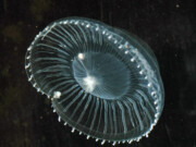 Maneter setter atomkraftverk ut av spill