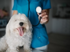 Høy risiko for selvmordstanker blant veterinærer som avliver dyr