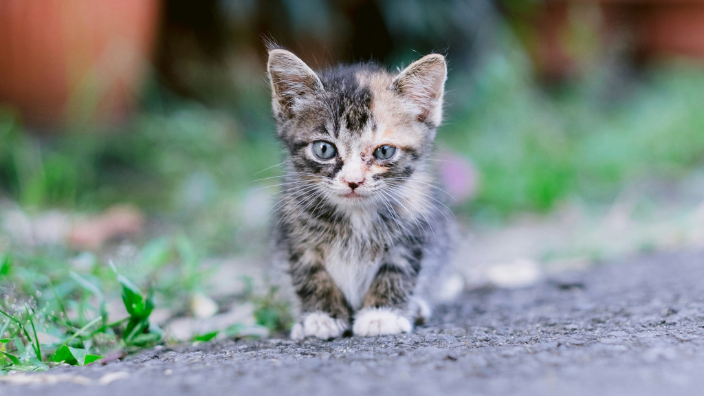 https://unsplash.com/photos/a-small-kitten-sitting-on-the-side-of-a-road-v6I1S2zEV0E