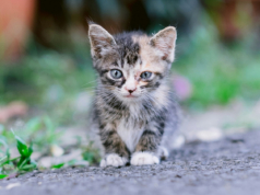 https://unsplash.com/photos/a-small-kitten-sitting-on-the-side-of-a-road-v6I1S2zEV0E
