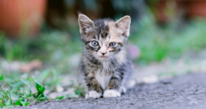 https://unsplash.com/photos/a-small-kitten-sitting-on-the-side-of-a-road-v6I1S2zEV0E